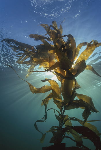 kelp, seaweed, aquatic Plant, algae, light, light Beams, underwater, plant, water, sea, ocean