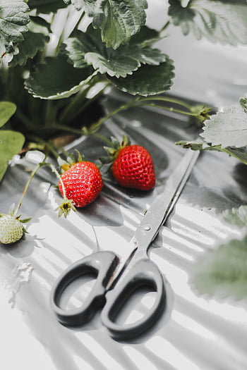 scissors, strawberries, ripe strawberries, green leaves, gardening theme, gardening tools, strawberry plant, fruit harvesting, garden scissors, strawberry garden, gardening equipment