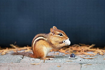 veverka, Mini Cup, podšálek, patio, rozmarná povaha, roztomilý veverka, detailní fotografie, venkovní scénu, fotografování zvířat, Témata přírody, fotografování divoké zvěře