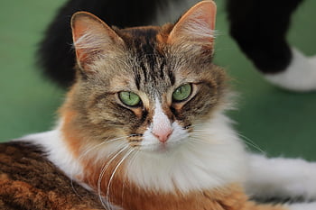 cat, cute, pet, orange, white, black, tricolor, adorable, kitty, animal, domestic
