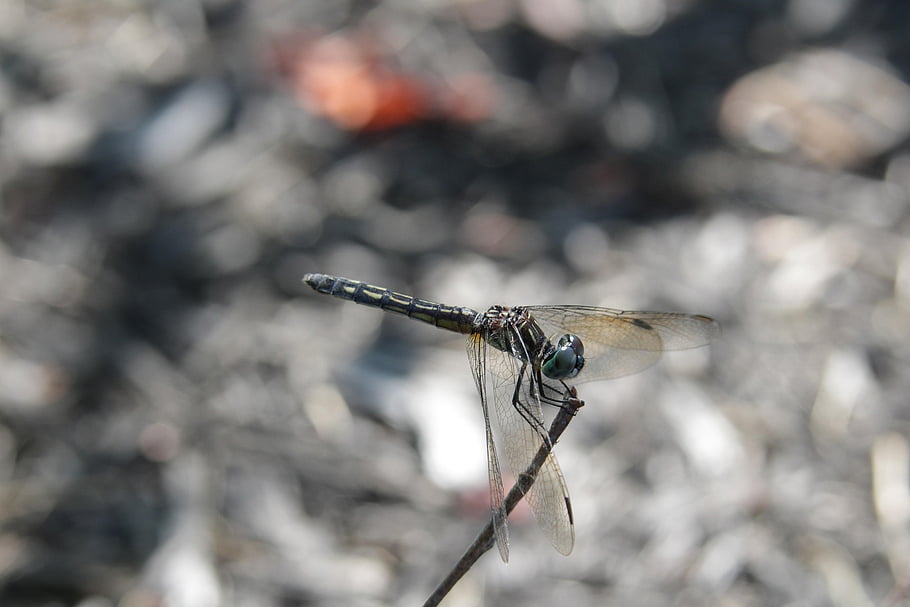 dragonfly, insect, macro, wings, dragonfly Wings, winged Insect, odonata, anisoptera, entomology, fauna, nature