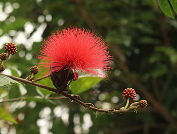 calliandra, ‎red Powder-puff, fluffy, flower, round
