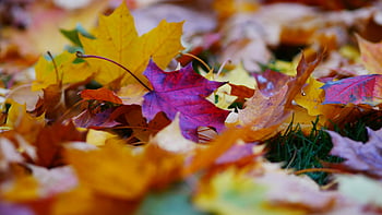 autunno, le foglie, sfondo, foglia, natura, assortito, ringraziamento, Halloween, di stagione, acero, albero