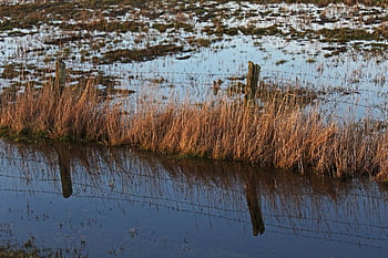 oversvømmelse, reed bælte, reed, landskab, vand, natur, flodbredden, naturreservat, beskyttelse, mose plante, afspejling