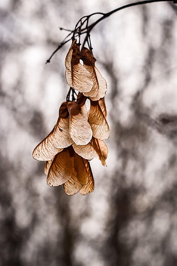 plant, leaves, foliage, dry, fall, earth, autumn, branch, flora, nature, branches