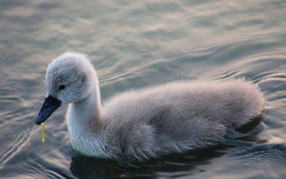 mute swan, mladá labuť, jezero, labuť, vodní ptáci, kuřátko, hd pozadí, Příroda, příroda tapety, voda, Plavecká holka