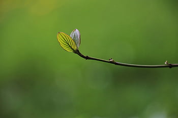 foglia, rostock, crescita, piante, rametto, verde, sfondo della natura, foglie giovani di primavera, natura, carta da parati della natura, avvicinamento