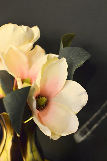 frische Blumen, Magnolienblüten, weiche blütenblätter, Dekorative Vase, Nahaufnahmeblumen, zarte Blumen, Blumengesteck, weiße Magnolien, Blumenstrauß, Indoor Blumen, Blumendekor