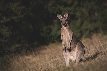 Kanguru kelabu timur, kanguru, hewan, macropus giganteus, berkantung, mamalia, macropod, herbivora, margasatwa, liar, fauna