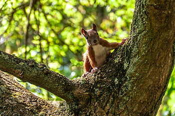 squirrel, rodent, mammal, wildlife, forest, nature, animal