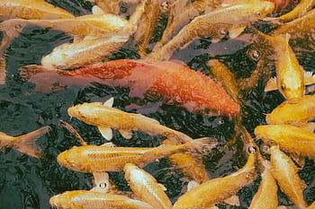 fish, pond, marine, species, water, koi, cyprinus Carpio, swimming, nature, koi Fish