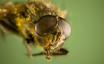 housefly, πετώ, έντομο, σύνθετο μάτι, macro, closeup