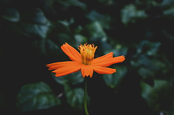 oranžová květina, detailní fotografie, živá oranžová, měkké zaostření, Tmavě zelené listy, krásu přírody, Růst květin, květinové fotografie, Přírodní krásy, zahradní fotografie, oranžové okvětní lístky