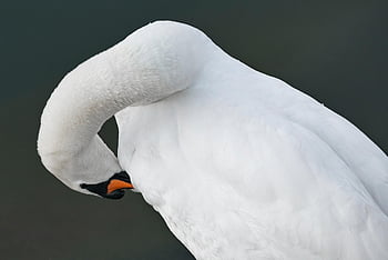 bird, swan, ornithology, species, fauna, avian, animal, wildlife, nature, beak, palmiped