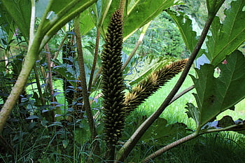 flowers, leaves, foliage, jungle, nature, green, growth, exotic