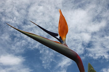 bird Of Paradise, flower Wallpaper, flower, tropical, flower Background, sky, beautiful Flowers, clouds, flora, nature, exotic
