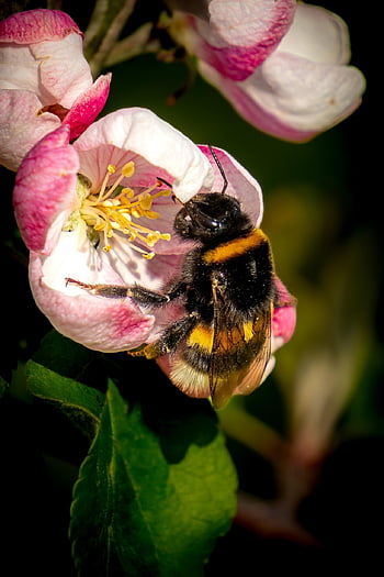 bumblebee, blossom, macro, insect, pollen, nectar, pollination, buzzing, wings, nature, garden