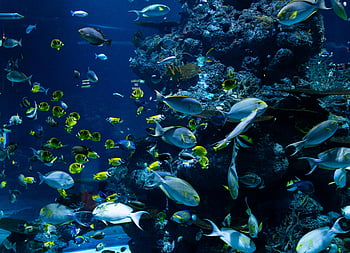 school of fish, tropical aquarium, marine life, colorful corals, diverse fish species, underwater scene, vibrant colors, aquatic environment, ocean life, coral reef, fish swimming