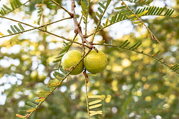 Fruits of Emblic, fresh amla fruits, hanging branches, bright green leaves, sunny background, amla tree, green amla, natural fruit, healthy fruit, fruit tree, outdoor fruit