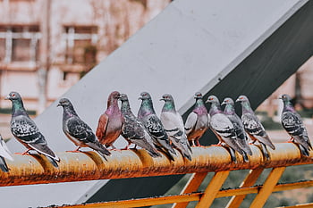 pigeons, bar, animal, bird, nature, dove, wing, wildlife, city Birds, freedom, flying