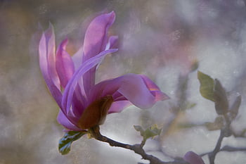 astratto, fiore, sfondo, macro, pianta, floreale, avvicinamento, botanica, biologico, petali, modello