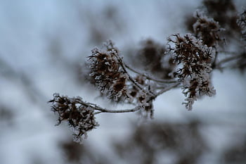 bush, winter, frozen, close Up, macro, cold, frosty, plant, forest, garden