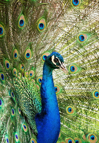páv, barevné peří, živé peří, detail, páv peří, Displej páv, páv ocas, modrý páv, Peacock Eyespots, Pávová krása, páv portrét