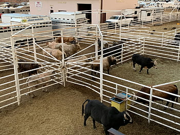 dobytek, ohrada, cody wyoming, Rodeo Grounds, Venkovská zvířata, životní styl, oplocená zvířata, skupina zvířat, hospodářských zvířat, Řízení hospodářských zvířat, rančování