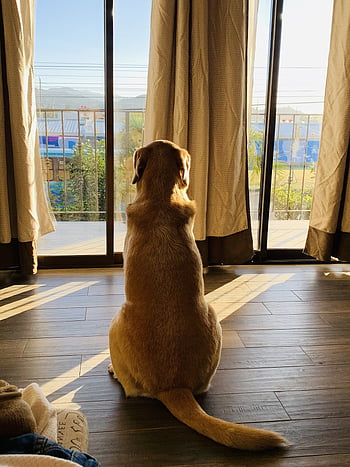 dog, peace, calm, pet