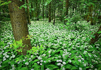 dziki czosnek, cebula, allium, roślina, kwiat, las, ziele, Natura, świeży, wiosna, Zielona roślina