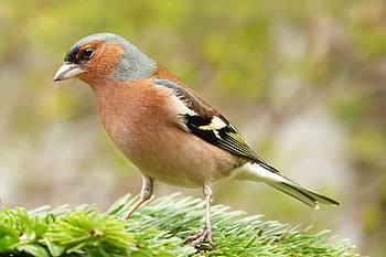 animal, bird, nature, chaffinch, fringilla Coelebs, masculine, foraging, winter, garden