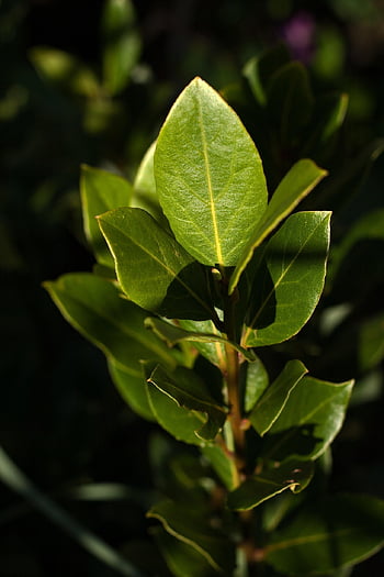 young Tree, bay Leaf, bay Laurel, foliage, garden, growth, herbal, aromatic
