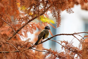 bird, autumn, tree, animal, nature, perched, perched Bird, branches, ave, avian, ornithology