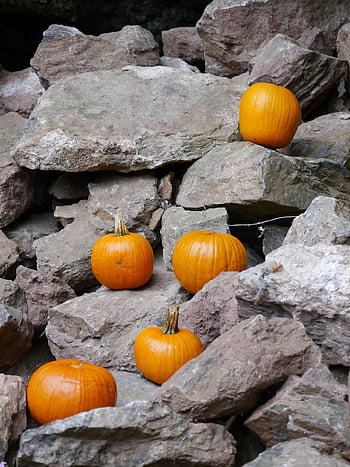 halloween, pumpkin, climb, rock, climbing, small, hallowe'en