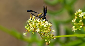 wasp, insect, flower, bug, green, nature, wildlife, danger, orange, black