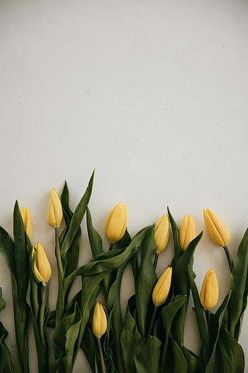 yellow tulips, white background, minimalist, elegant arrangement, green leaves, visual projects, floral design, spring flowers, tulip bouquet, simple backdrop, yellow flowers