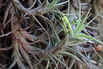 tillandsia, leaves, plant, epiphyte, air Plant, aerial Roots, nature, closeup, air Root Plant, clusters, garden