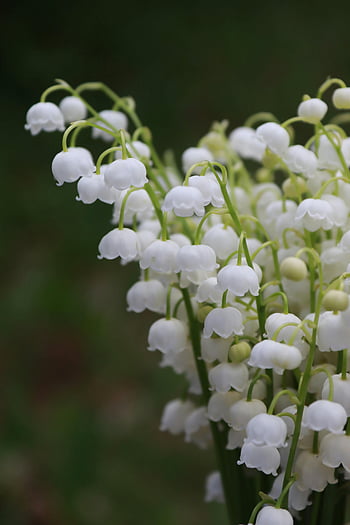 Lelietje van dalen, witte bloemen, Close-up shot, in bloei, onscherpe achtergrond, mooie bloemen, florale fotografie, lente bloemen, delicate bloemen, natuurfotografie, witte lelies