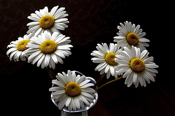 kamille, blomst tapet, tusindfryd, blomster, buket, smukke blomster, flora, blomst baggrund, natur