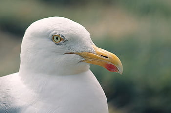 seagull, seevogel, bird, head, plumage, feathers, bill, water Bird, charadriiformes, laridae, nature