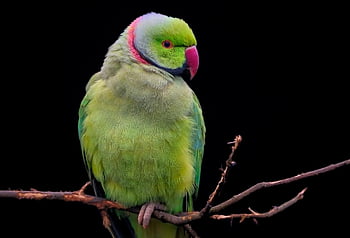 bird, parrot, nature, parakeet, rose-ringed Parakeet, avian, ornithology, feathers, plumage, beak, perched