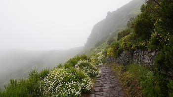 madeira, flower Wallpaper, pico Ruivo, highest Mountain In Madeira, volcanic Rock, rock, path, trail, fog, foggy, portugal