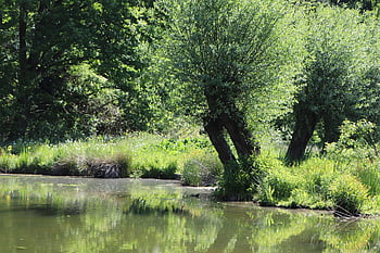 meadow Landscape, pollarded Willow, riverbank, park, parklandschaft, meadow, green, water, landscape, nature, tree