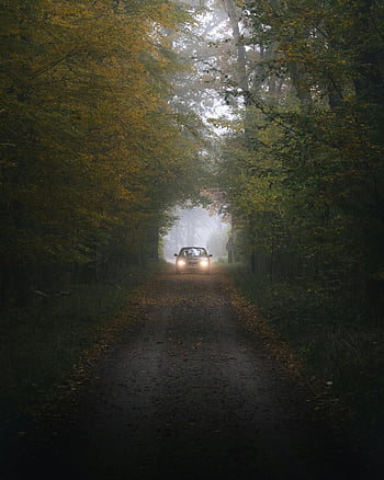autumn forest, forest pathway, car headlights, misty forest, Hamburg Germany, autumn leaves, forest path, car driving, moody atmosphere, fall season, illuminated path