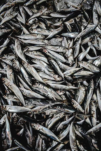čerstvá ryba, sardinky, Funchal Fish Market, Madeira Portugalsko, pohled shora, čerstvé sardinky, rybí trh, rušný trh, plody moře, tržní scénu, hromada ryb
