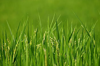 paddy, rice, vegetable, plant, nature, agriculture