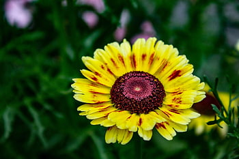 flowers, petals, floral Background, grass, full Hd Wallpaper, beautiful Flowers, mac Wallpaper, cool Backgrounds, desktop Backgrounds, laptop Wallpaper, flora