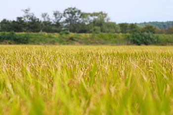 ch, asian Rice, rice, isaac, fruit, autumn, grain, plant, nature, landscape, rice Paddies