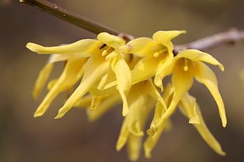 レンギョウ、 レンギョウをぶら下げ、 ゴールデンライラック、 花、 黄、 開花枝、 黄金色の黄色、 咲く、 春、 自然、 観賞用低木