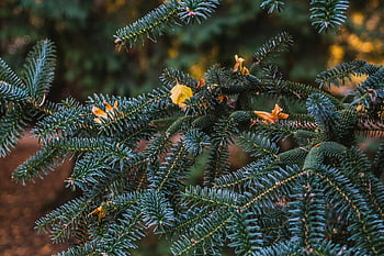 Immergrüne Zweige, Herbstblätter, saisonaler Übergang, detaillierte Ansicht, grüne Farnpflanze, immergrünes Laub, Herbstlaub, Naturfotografie, Fotografie im Freien, saisonale Veränderung, Pflanzenfotografie